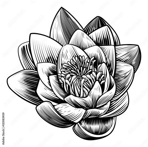Water Lily Lotus Flower Vintage Woodcut Engraved Etching Stock Vector