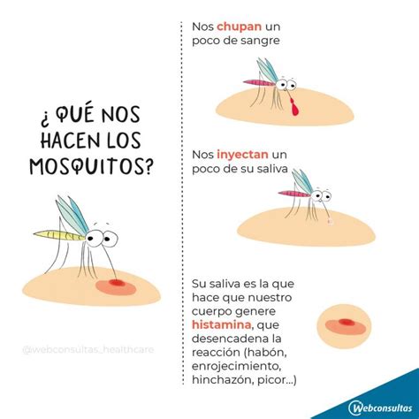 Por Qué Te Pican Los Mosquitos Y Cómo Evitarlo