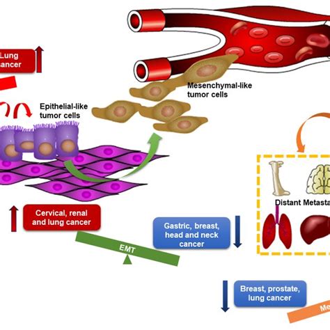 The Distinct Roles Of Mir P In Different Types Of Cancers Red