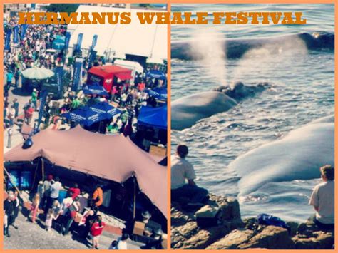 Zees Travel And Tours Blog Hermanus Whale Festival