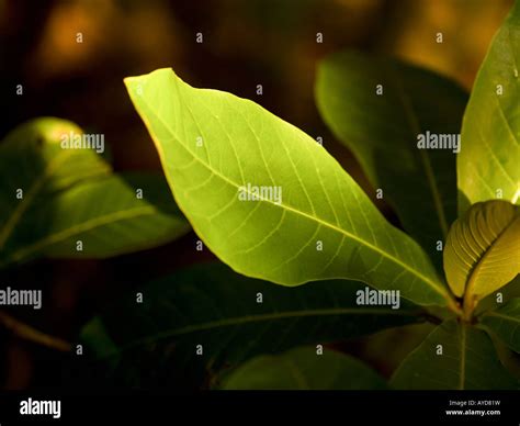 Las Hojas De Plantas Tropicales Fotografía De Stock Alamy