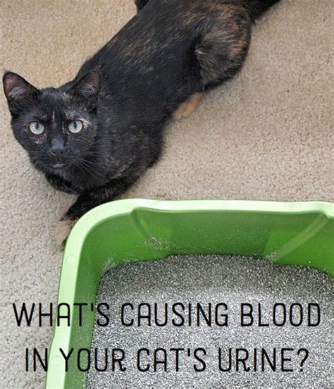 Blood in urine or hematuria, is not a good sign as it can be a symptom of an unsafe condition or disorder. Causes of Blood in Cat Urine - PetHelpful