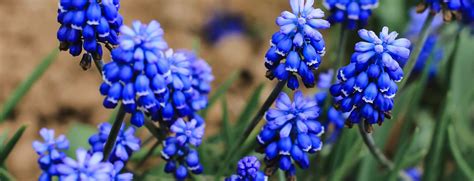 12 Blue Coloured Wildflowers For The Garden Horticulture