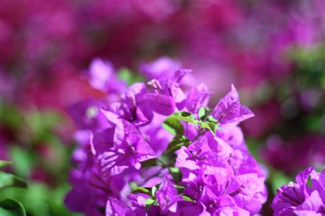 Free Images Flower Purple Petal Groundcover Magenta Shrub