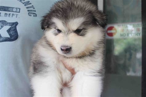 They can be destructive while still maturing. LovelyPuppy: 20131217 Alaskan Malamute ~ The Giant Dog ...