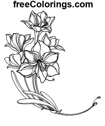 Dibujo Arte de línea Amaryllis Flor Dibujos para colorear imprimibles