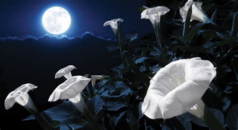 Plant Your Own Magical Moon Garden With Flowers That Bloom At Night
