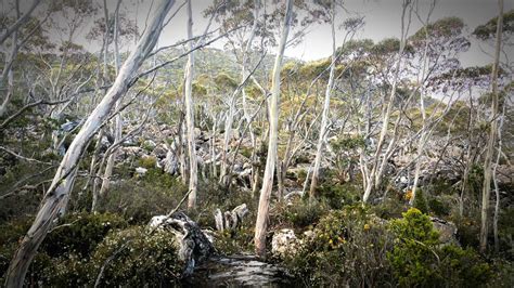 4640 west river drive ne # g. Hartz Mountains National Park | Tasmania Travel Guide