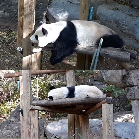 Panda Updates Friday November 22 Zoo Atlanta