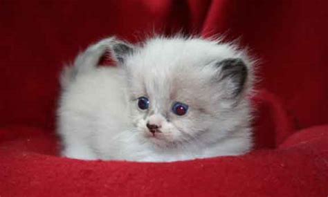 Why buy a siberian kitten for sale if you can adopt and save a life? Siberian Cats and kittens for sale in Texas, from Russia ...