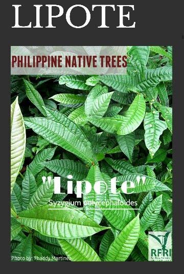 Lipote Syzygium Polycephaloides Aside From Its Medicinal Uses Lipote