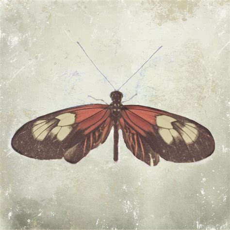 Fotografía de la mariposa mariposa impresión mariposa Etsy