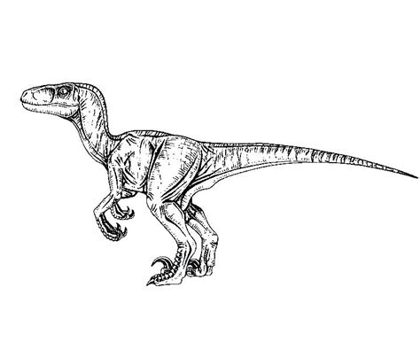 Velociraptor Coloring Sheet