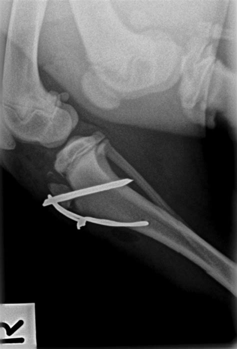20 Causes Of Lameness & Limping In Dogs | Walkerville Vet