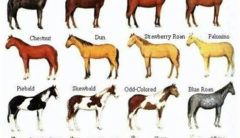 Pin on Horses