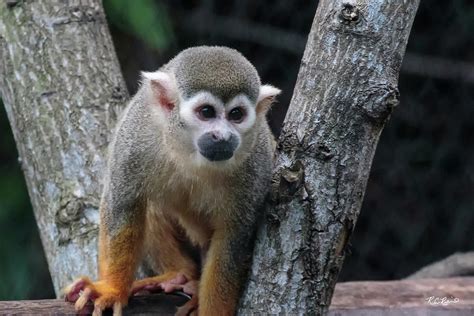 Zoo Miami Common Squirrel Monkey Saimiri Sciureus Photograph By