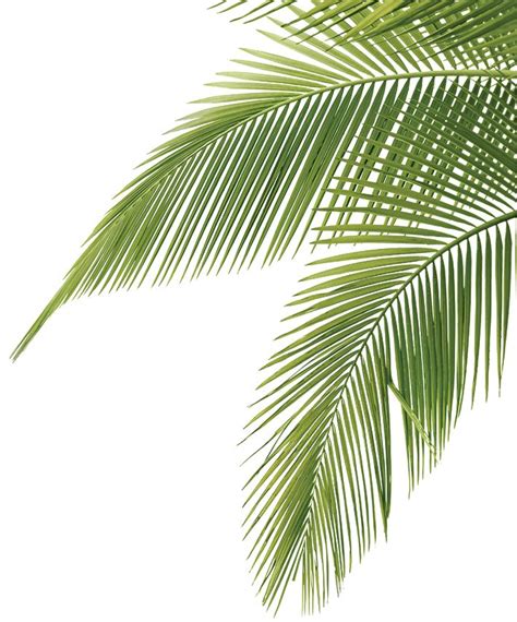 Palm Tree Vector Palm Tree Leaves Palm Frond Art