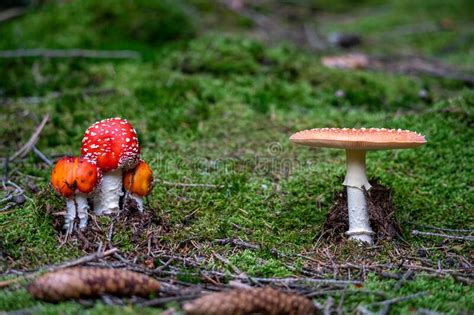 Poisonous Toadstool Amanita Muscaria Mushroom On Forest Soil In Fall