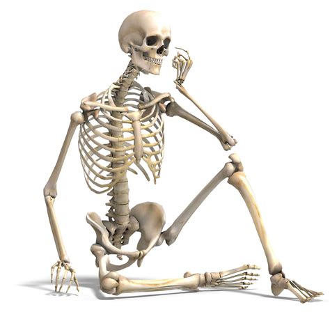 Skeleton | MayRey Wiki | Fandom