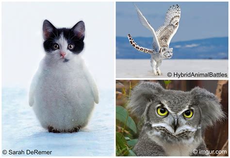 On Photoshopped Animal Hybrids Manon Ham On