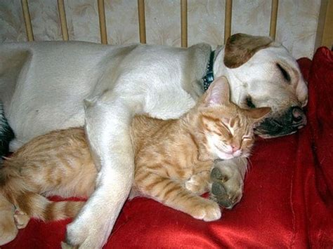 23 Dogs And Cats Sleeping Together They Are So Cute Your Heart Will
