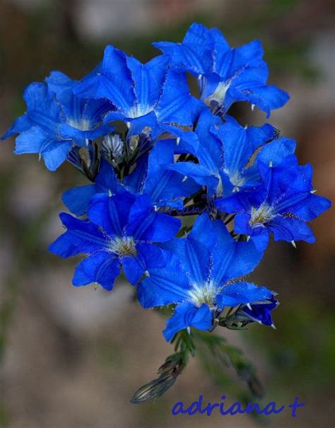 Lechenaultia Biloba Australian Native Flowers Blue Flowers Garden