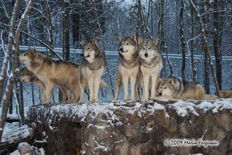 Wolf Pictures Wolves In Snow