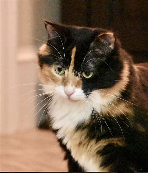 Missy The Bobtail On Twitter Rt Drawyourcat Callie Cat Catsoftwitter Badlydrawncat