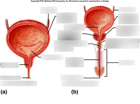 Urethra Diagram Quizlet