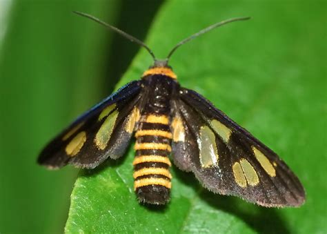 Common Wasp Moth Eressa Angustipenna