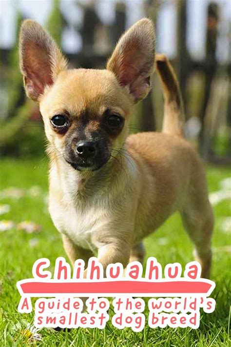 Chihuahua A Guide To The Worlds Smallest Dog Breed Dog Breed Review