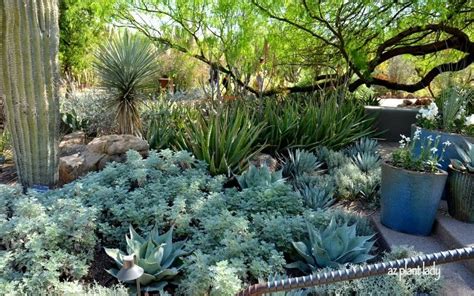 18 Best Images About Desert And Semi Arid Climate Gardens On