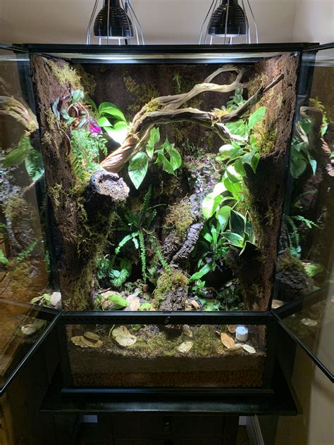 First Vivarium Build Planted 24x18x36 For Crested Gecko Rvivarium