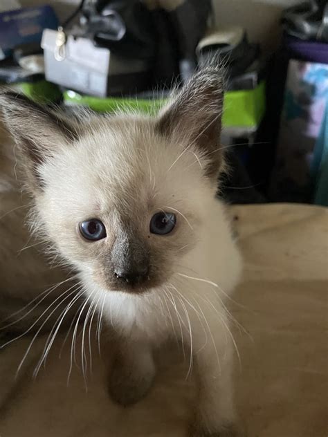 Applehead Siamese For Sale In Camden County 1 Petzlover