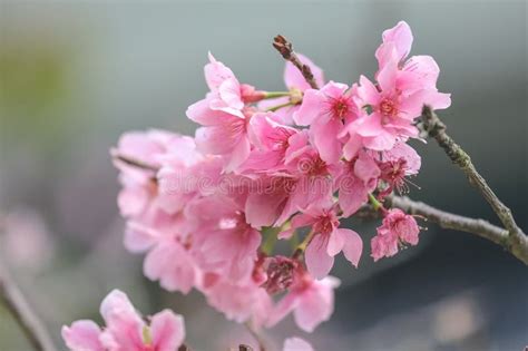 A Beautiful Sakura Tree Flower Seasonal Cherry Blossom Flower Stock