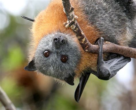 Grey Headed Flying Fox Photo By Vivien Jones Animals Fox Bat Bat