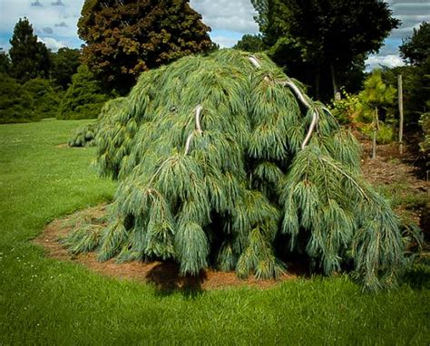 White Weeping Pine For Sale The Tree Center