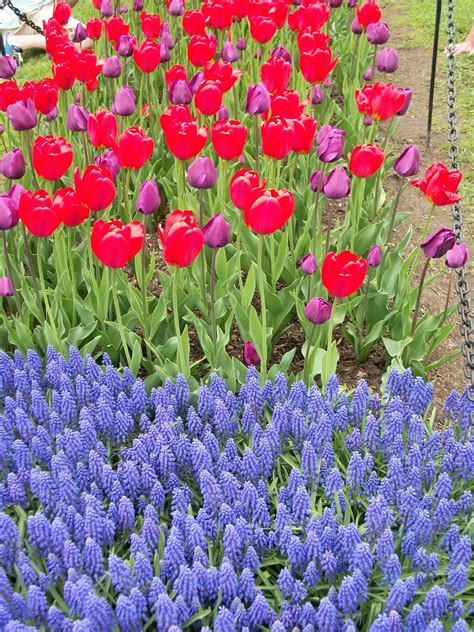 The large iris are a summer pleasure, but this small beauty is an early spring treasure. Writing Straight from the Heart: MONDAY, MAY 16, 2011 ...