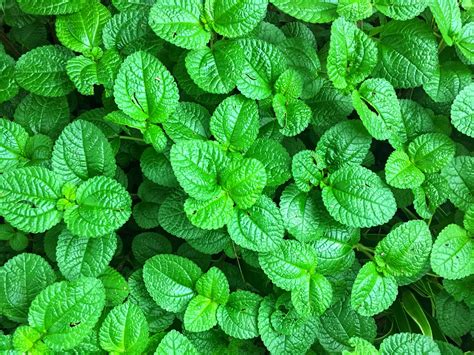 Apple Mint Plant Just Fruits And Exotics