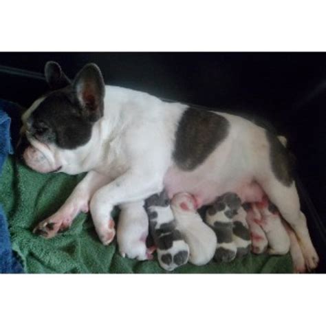 Click to get fast french bulldog loan hello we have a frenchie male pup available. BestFrenchBulldogPuppies, French Bulldog Breeder in ...