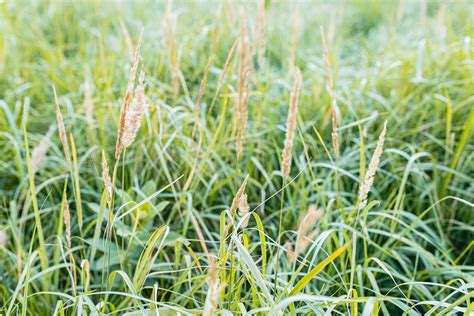 Elegant Ornamental Grasses To Grow In Any Garden Trendradars Latest