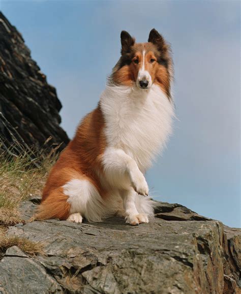 Celebrity Pets Lassie