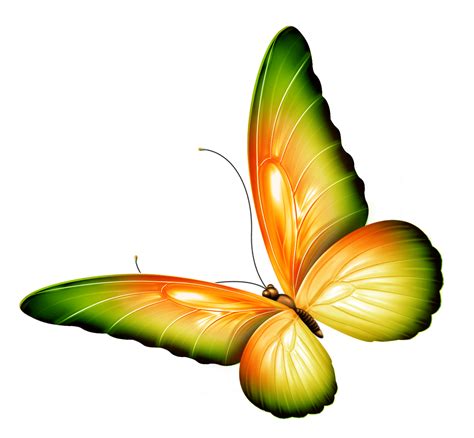 Small Butterfly Clipart At Getdrawings Transparent Background Images
