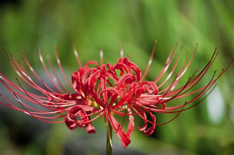 After ingesting these flowers, cats may exhibit signs of lethargy and loss of appetite in addition to vomiting, and could suffer kidney damage. Spider Lily | Pet Poison Helpline