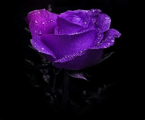 Dark Purple Rose A Little Bit Of Everything Pinterest