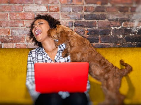 ¿qué Nos Quiere Decir El Perro Con La Cola