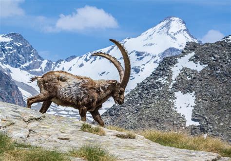 Animal Alpine Ibex Hd Wallpaper