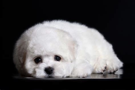 Teacup Bichon Frise 13 Things You Should Know