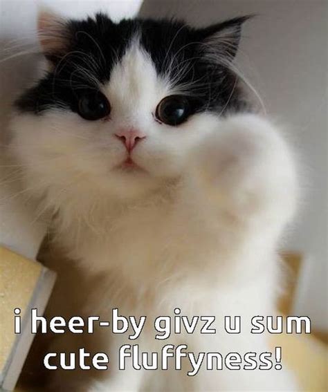 Haz Sum Fluffy Funny Cat Memes Cats Cute Cat