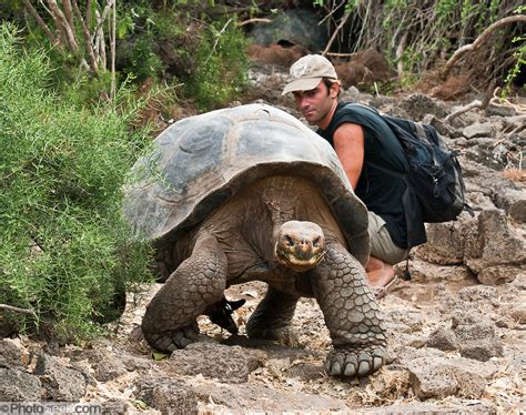 Galapagos Giant Tortoise Charles Darwin Research Station Santa Cruz Island Galápagos Islands